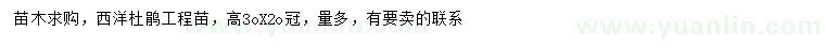 求購高30公分西洋杜鵑