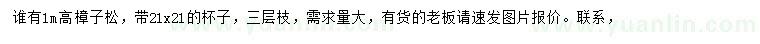 求購(gòu)高1米樟子松
