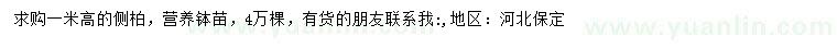 求購高1米側(cè)柏