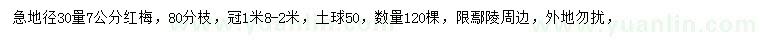 求購地徑30量7公分紅梅