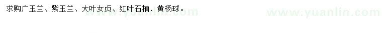求購廣玉蘭、紫玉蘭、大葉女貞等
