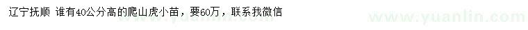 求購高40公分爬山虎小苗