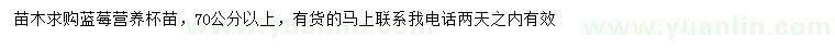 求購70公分以上藍莓杯苗