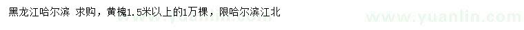 求購1.5米以上黃槐