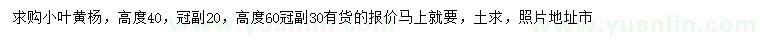 求購高40公分小葉黃楊