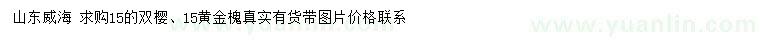 求購15公分雙櫻、黃金槐