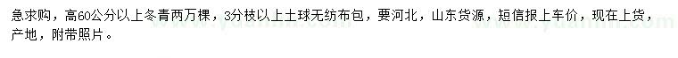 求購高60公分以上冬青