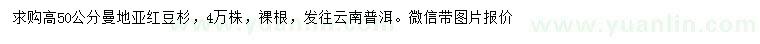 求購高50公分曼地亞紅豆杉