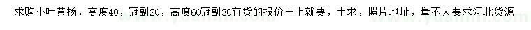 求購高度40、60公分小葉黃楊