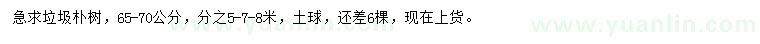 求購65-70公分垃圾樸樹