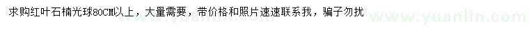 求購80公分以上紅葉石楠光球