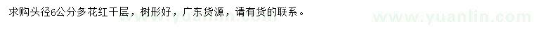 求購頭徑6公分多花紅千層