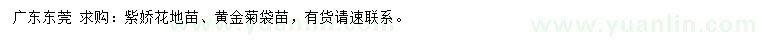 求購(gòu)紫嬌花地苗、黃金菊袋苗