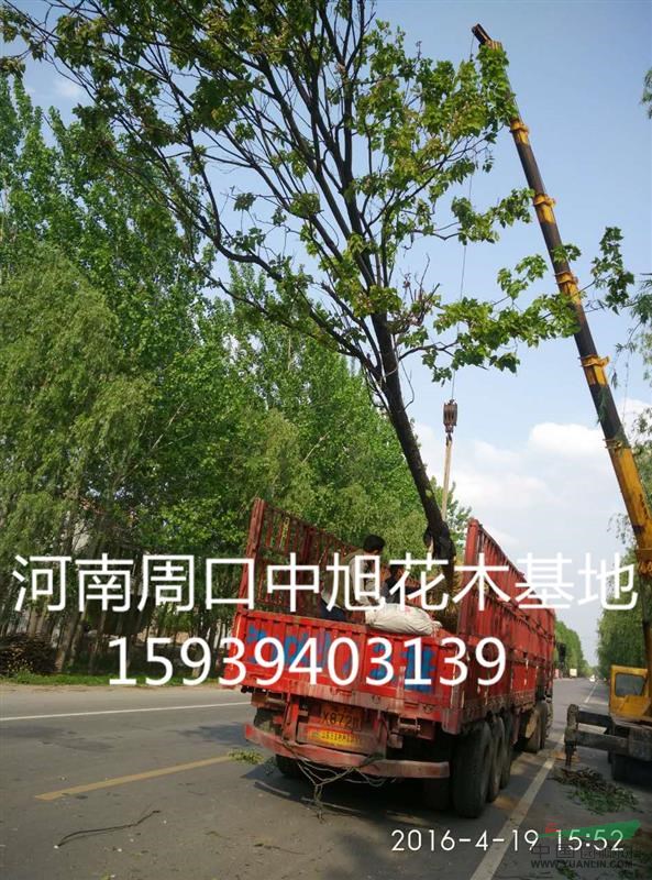 淮陽縣苗圃直供梓樹苗楸樹苗欒樹苗