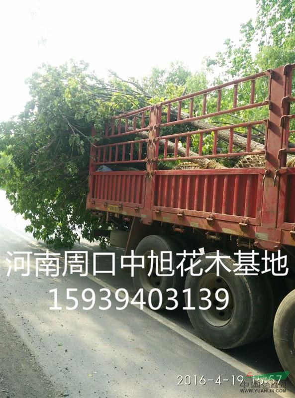 淮陽縣苗圃直供梓樹苗楸樹苗欒樹苗