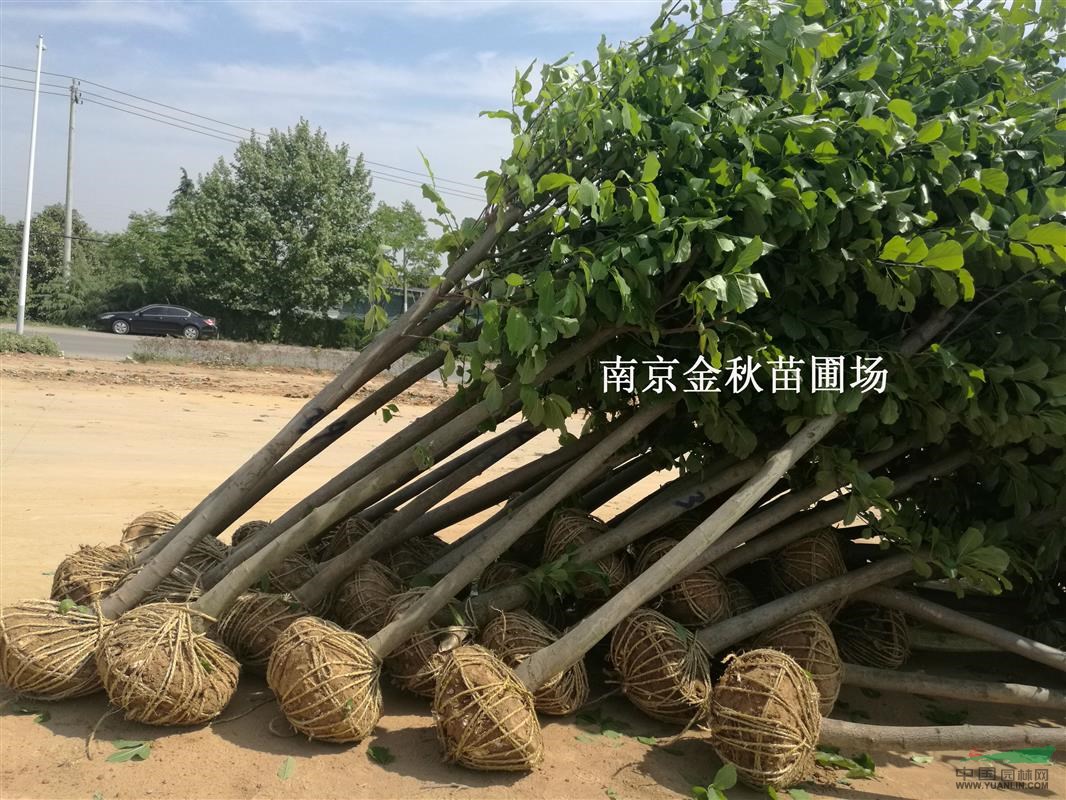 7公分/8公分白玉蘭賣多少錢(qián)一棵