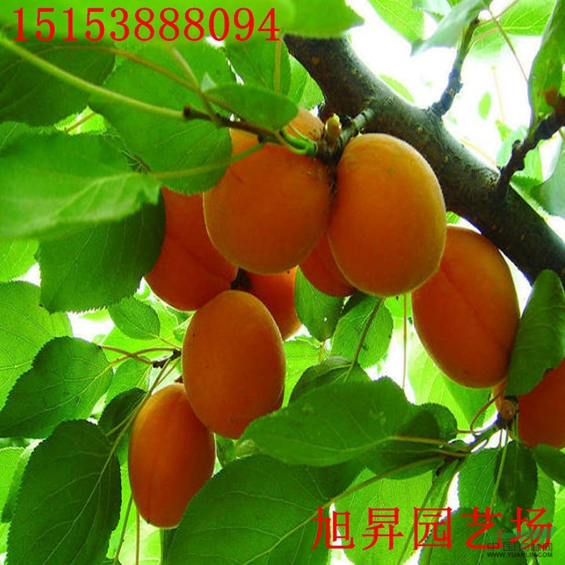 凱特杏樹苗基地
