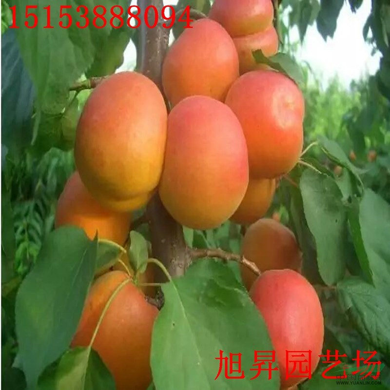 金太陽杏樹苗基地