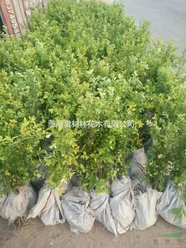 河南金葉女貞種植花木基地，河南苗木基地，新價格，花木批發(fā)