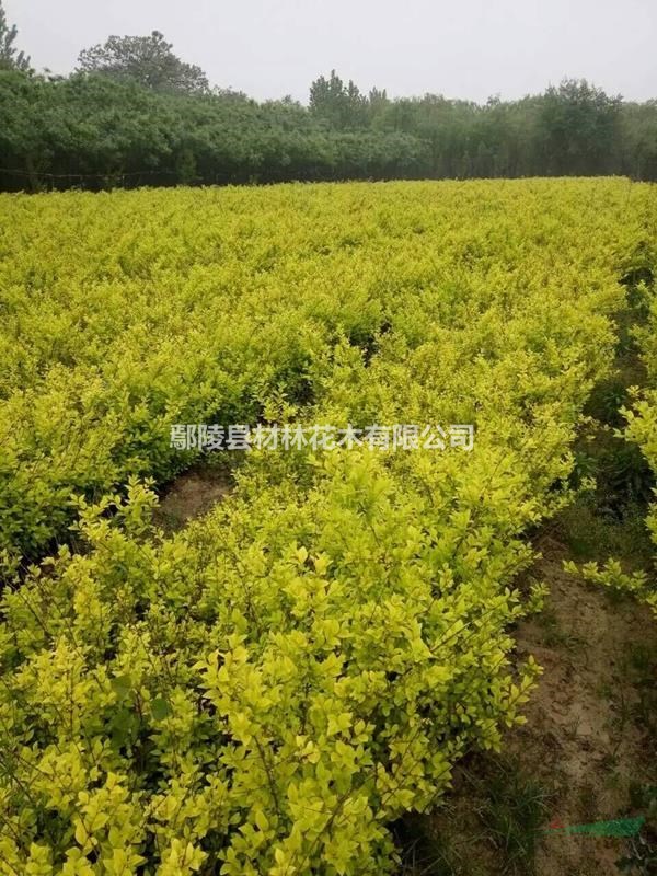 河南金葉女貞種植花木基地，河南苗木基地，新價格，花木批發(fā)