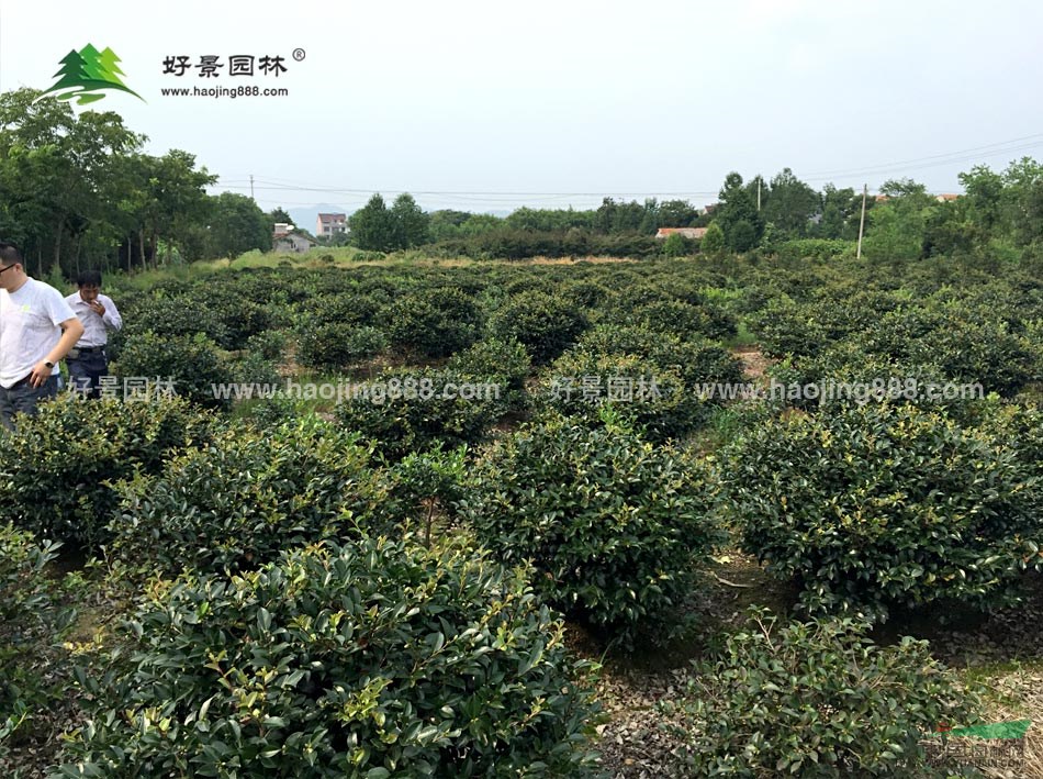  茶梅球價格_茶梅球圖片_茶梅球產(chǎn)地_茶梅球苗圃基地