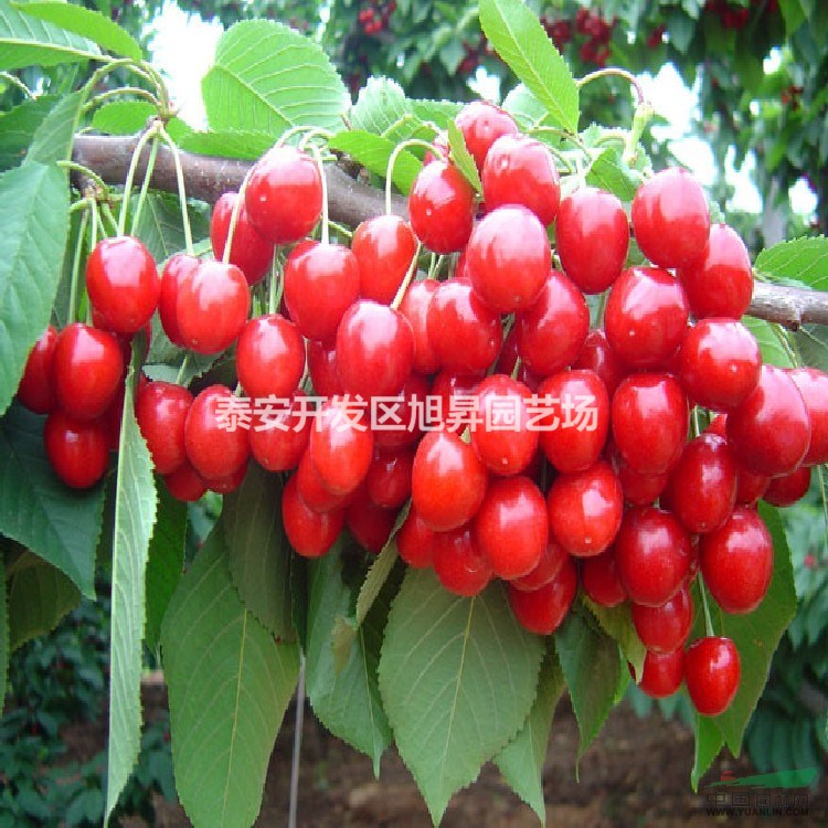 3公分櫻桃苗基地價(jià)格