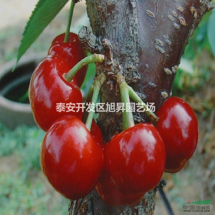 3公分櫻桃苗基地價(jià)格