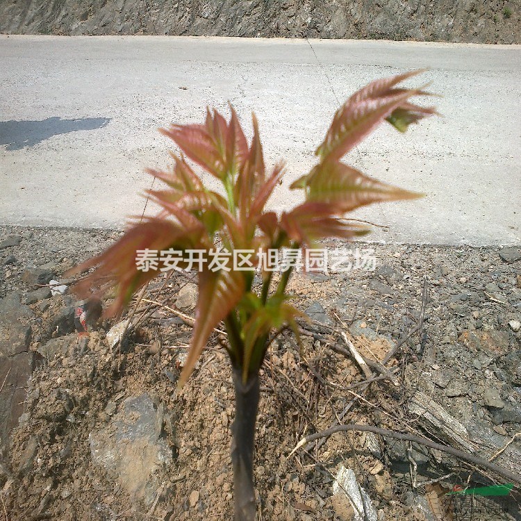 江蘇香椿苗基地