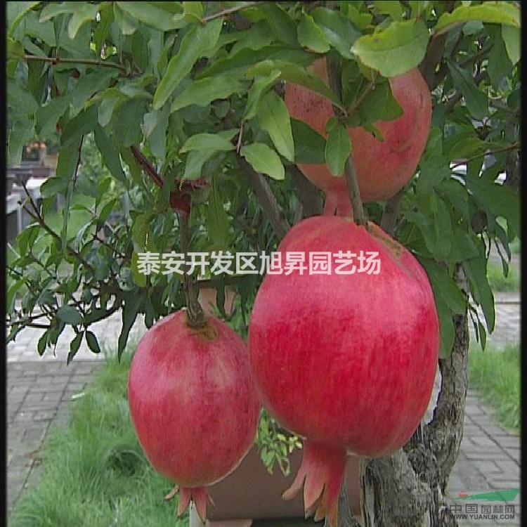 石榴苗基地