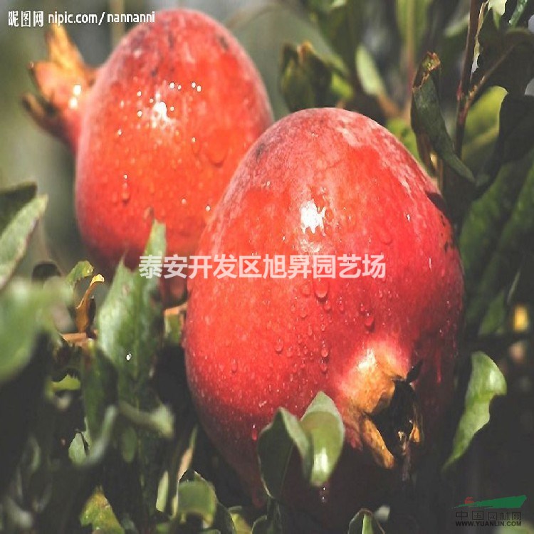 石榴苗基地
