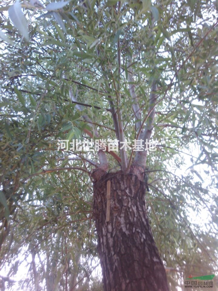 河北垂柳價(jià)格 垂柳8公分價(jià)格