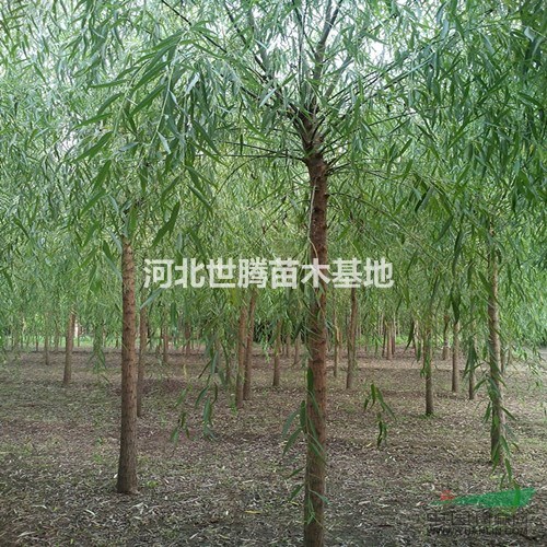 河北垂柳價(jià)格 垂柳8公分價(jià)格