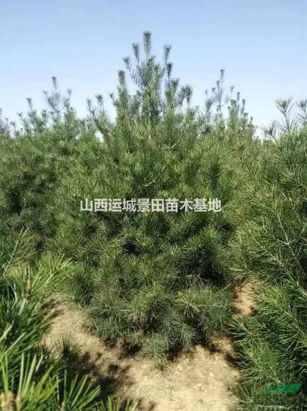 未來十年白皮松發展前景·未來十年白皮松發展趨勢·白皮價格行情
