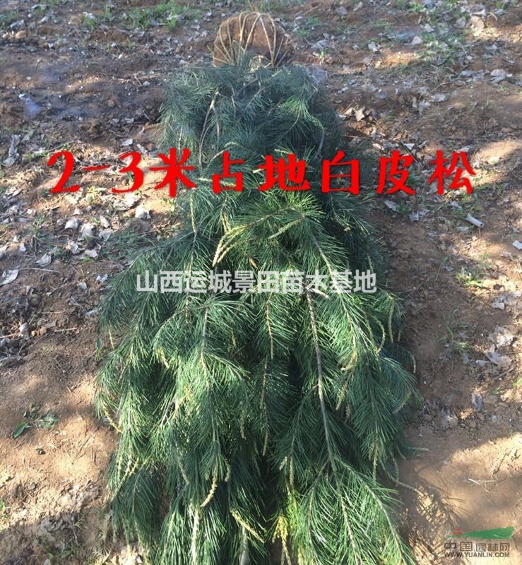 未來十年白皮松發展前景·未來十年白皮松發展趨勢·白皮價格行情
