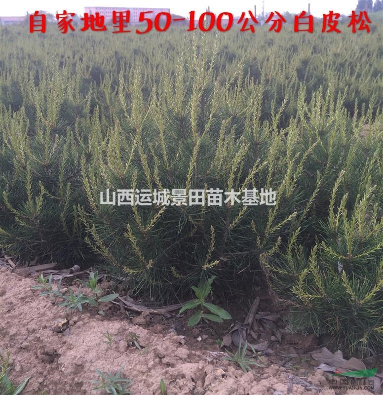 未來十年白皮松發展前景·未來十年白皮松發展趨勢·白皮價格行情