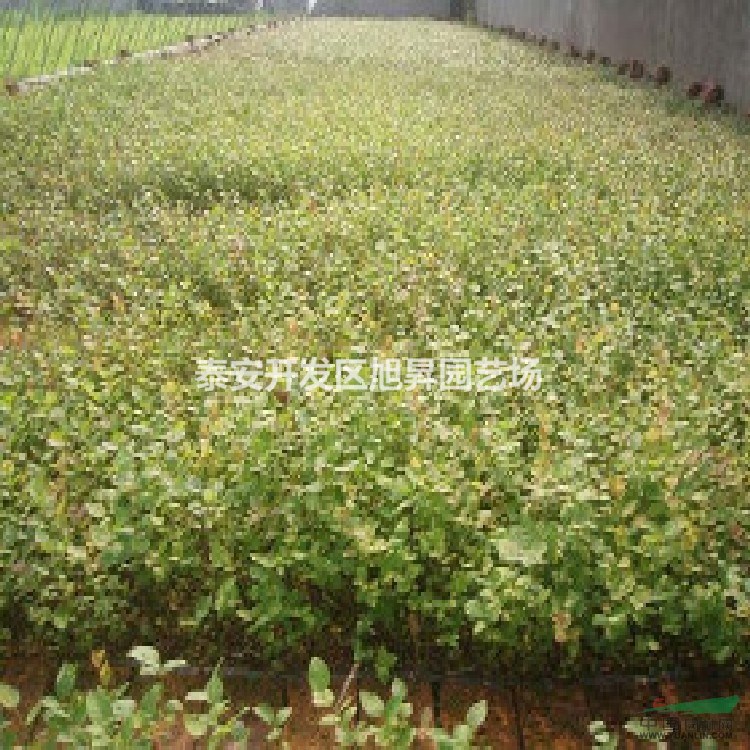 粉藍(lán)藍(lán)莓苗的基地