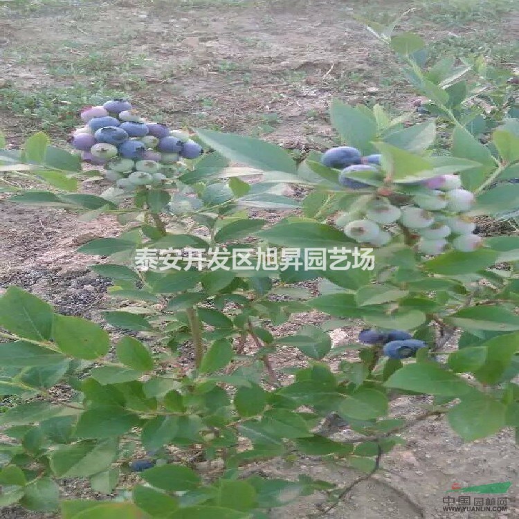 粉藍(lán)藍(lán)莓苗的基地