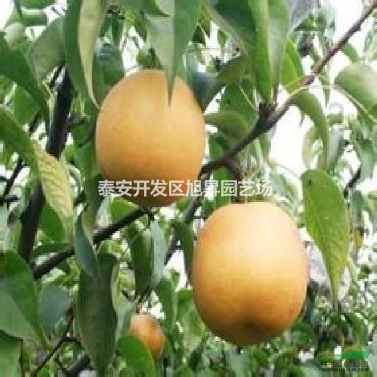 3公分豐水梨樹苗基地