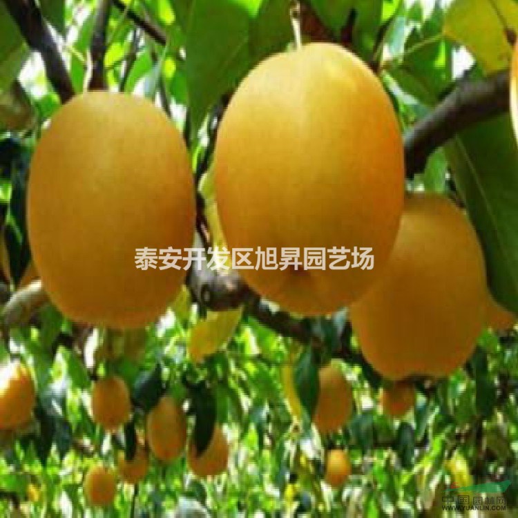 早紅考密斯梨樹苗、晚秋黃梨苗，黃金梨苗，四紅梨苗，玉露香梨