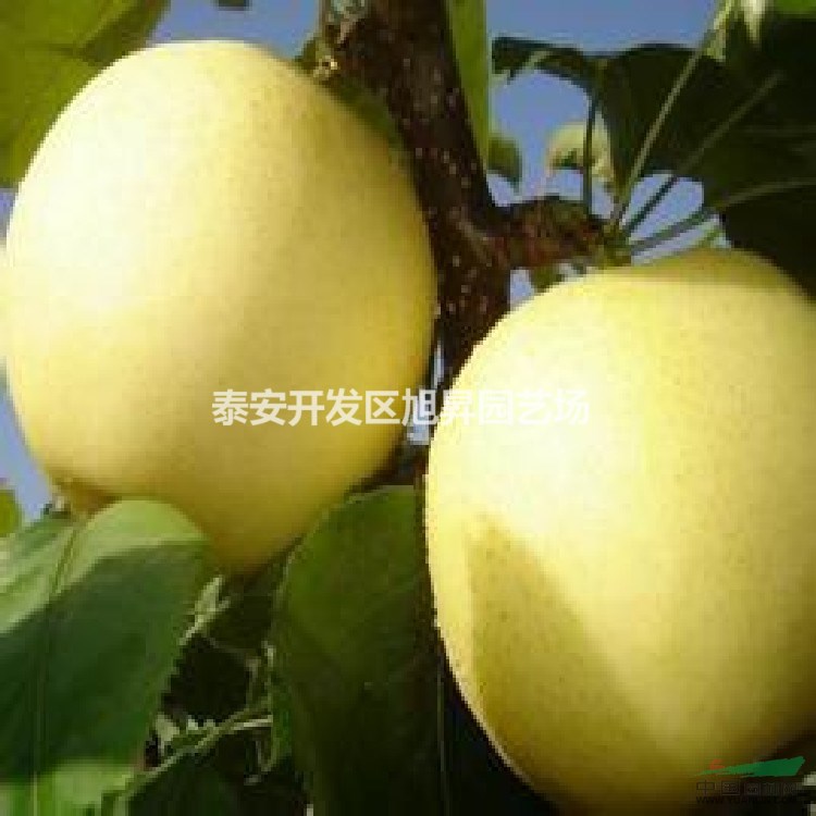 山梨苗的基地價(jià)格