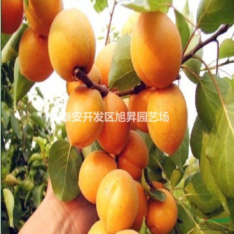3公分杏樹苗基地