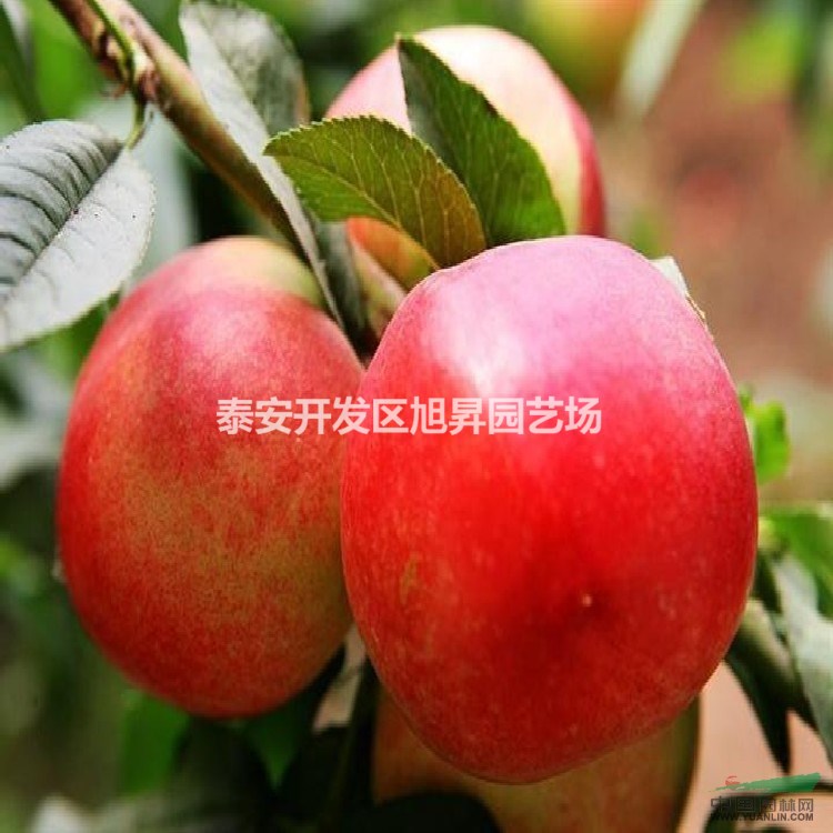 3公分杏樹苗基地