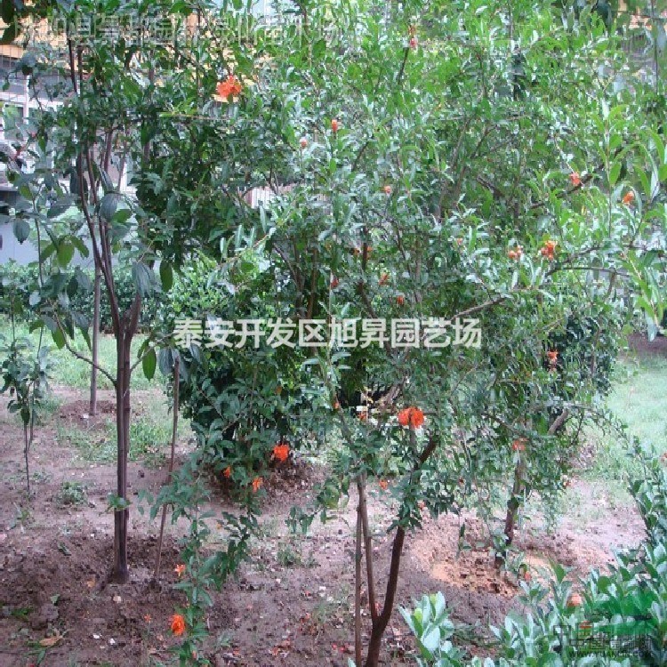 石榴樹苗
