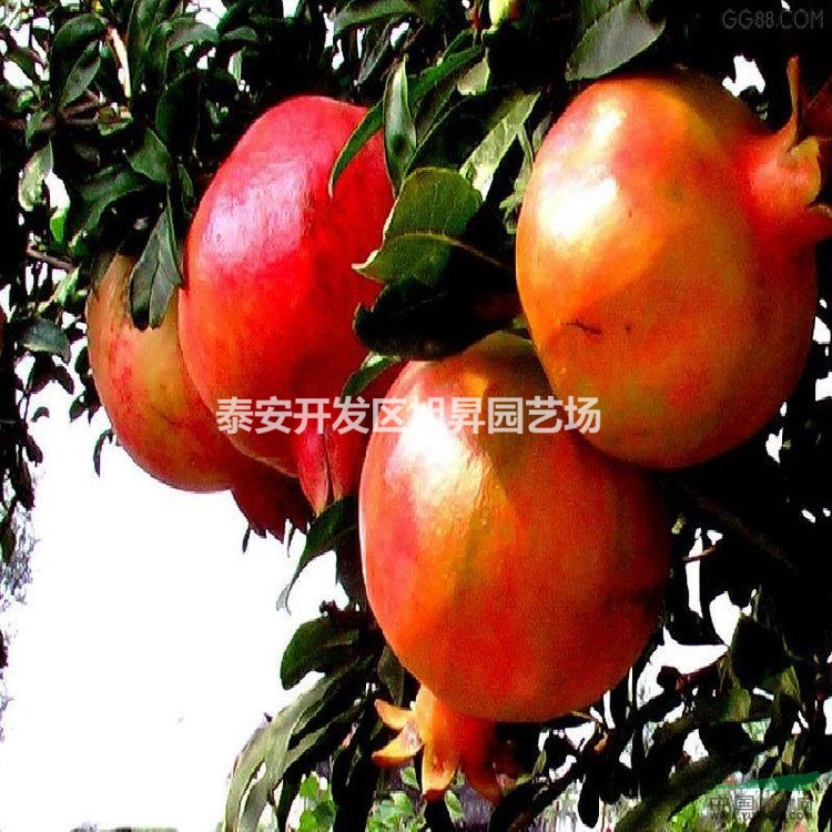 石榴樹苗