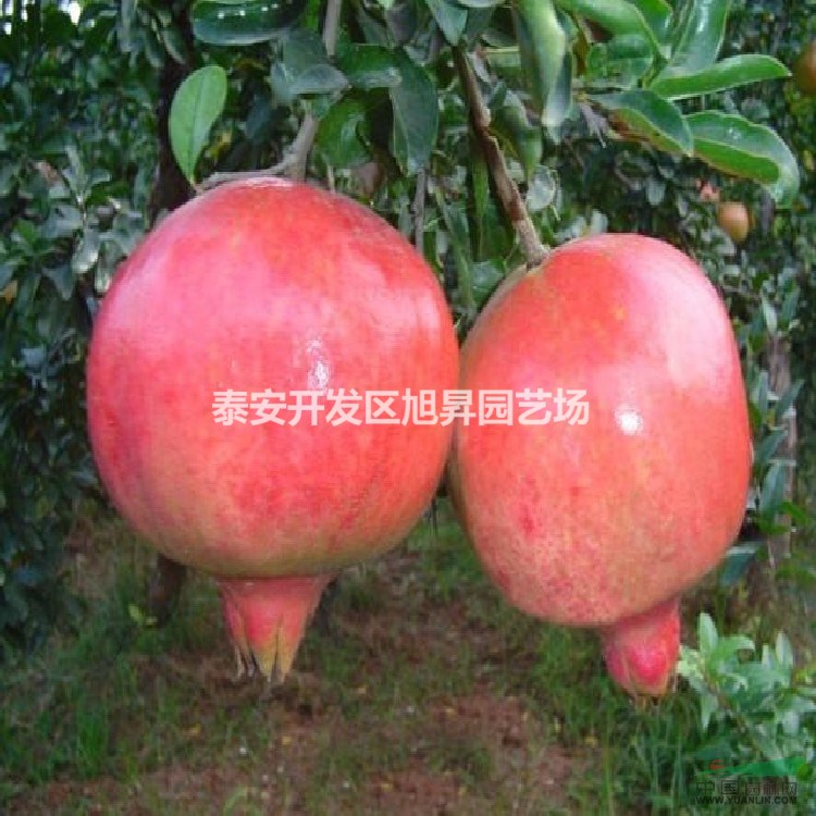 2公分軟籽石榴苗基地