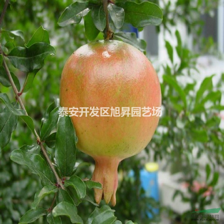 2公分軟籽石榴苗基地