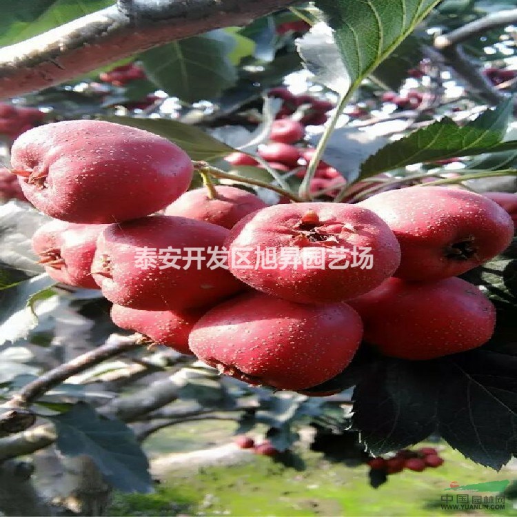 2公分大金星 山楂苗基地