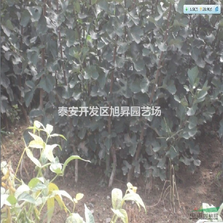 2公分大金星 山楂苗基地