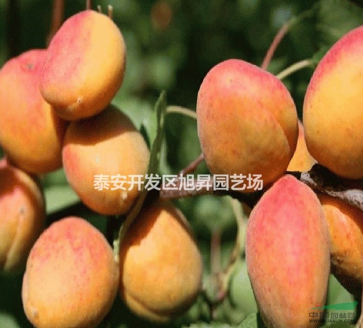 低價供應(yīng)3公分柿子苗、優(yōu)質(zhì)柿子苗價格