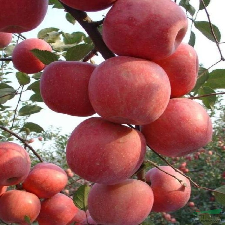 紅麗蘋果苗基地